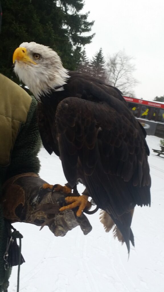 Weißkopfseeadler auf der Hand in der Greifvogelstation Hellenthal.