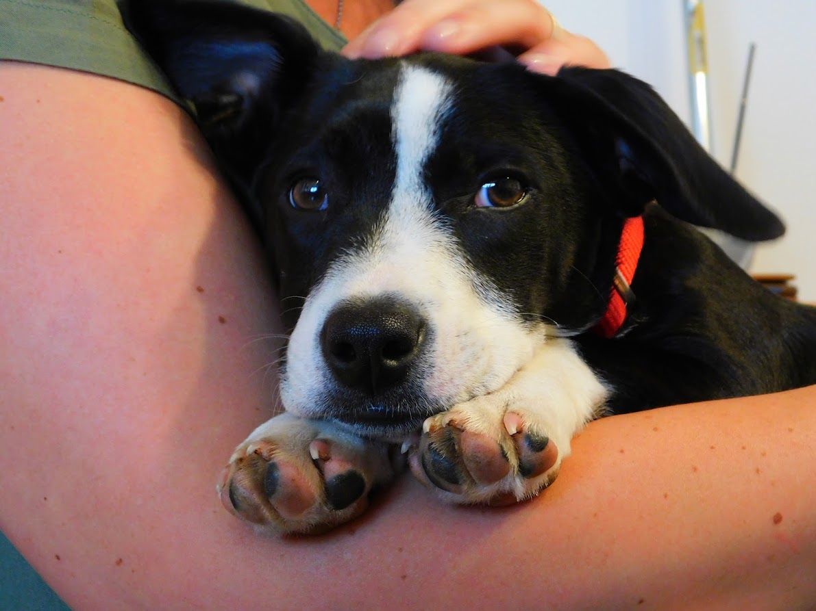 Urlaub-mit-Hund-Tipps-und-tricks