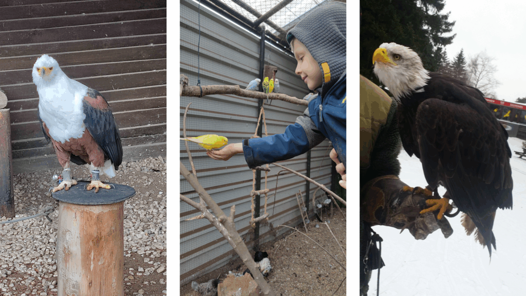 greifvogelstation Hellenthal