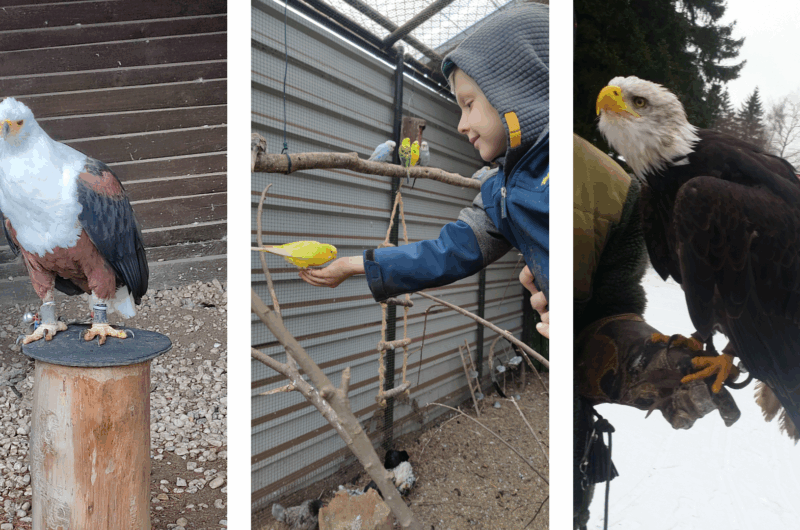 greifvogelstation Hellenthal