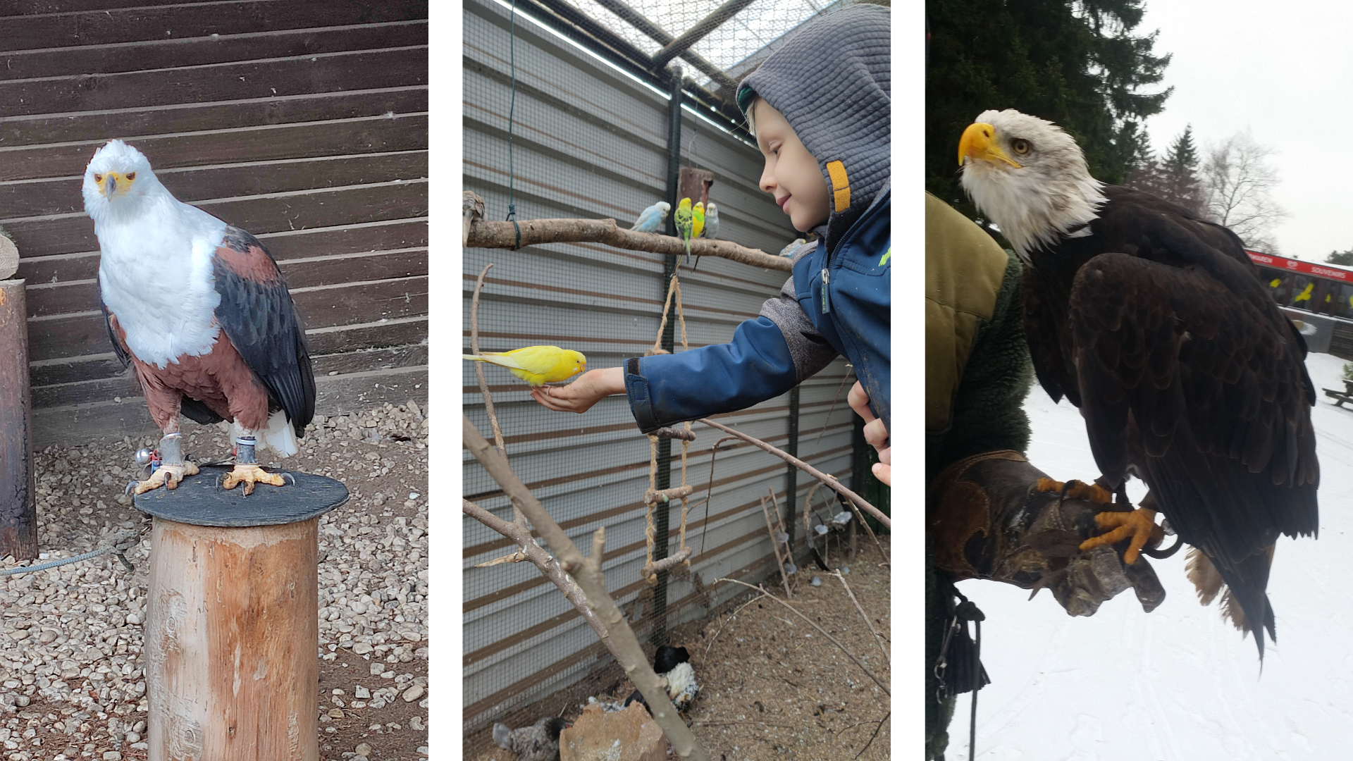 greifvogelstation Hellenthal