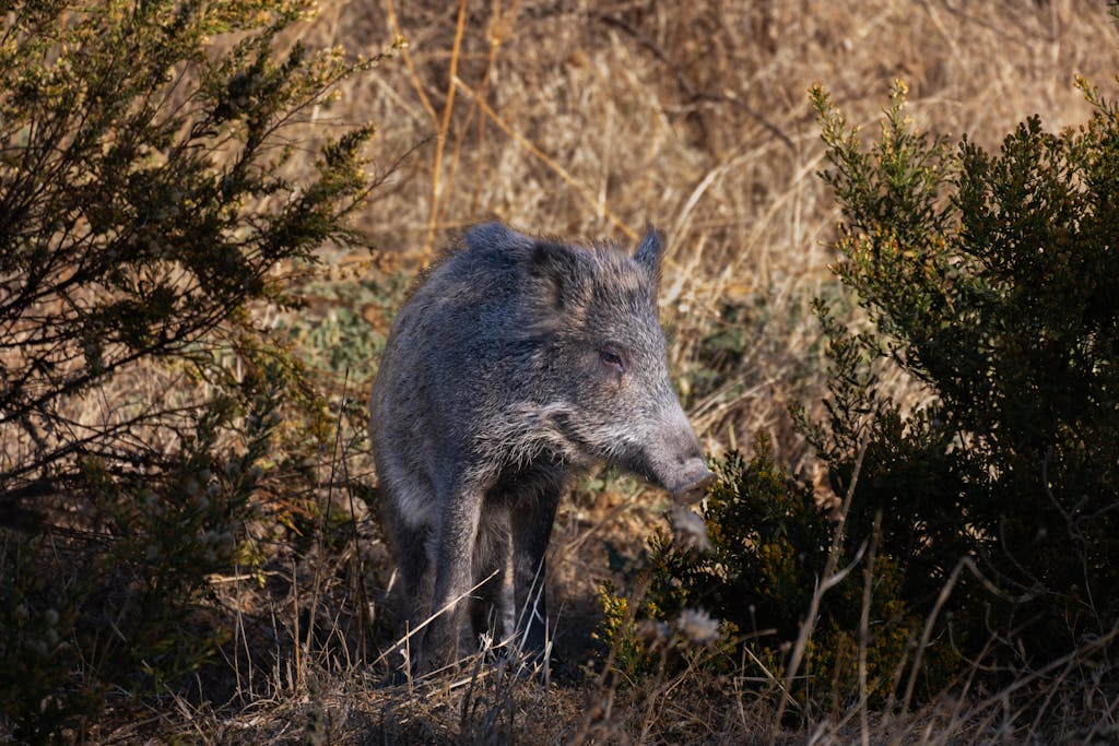 A wild boar stands among vegetation in Izmir, showcasing its natural environment.