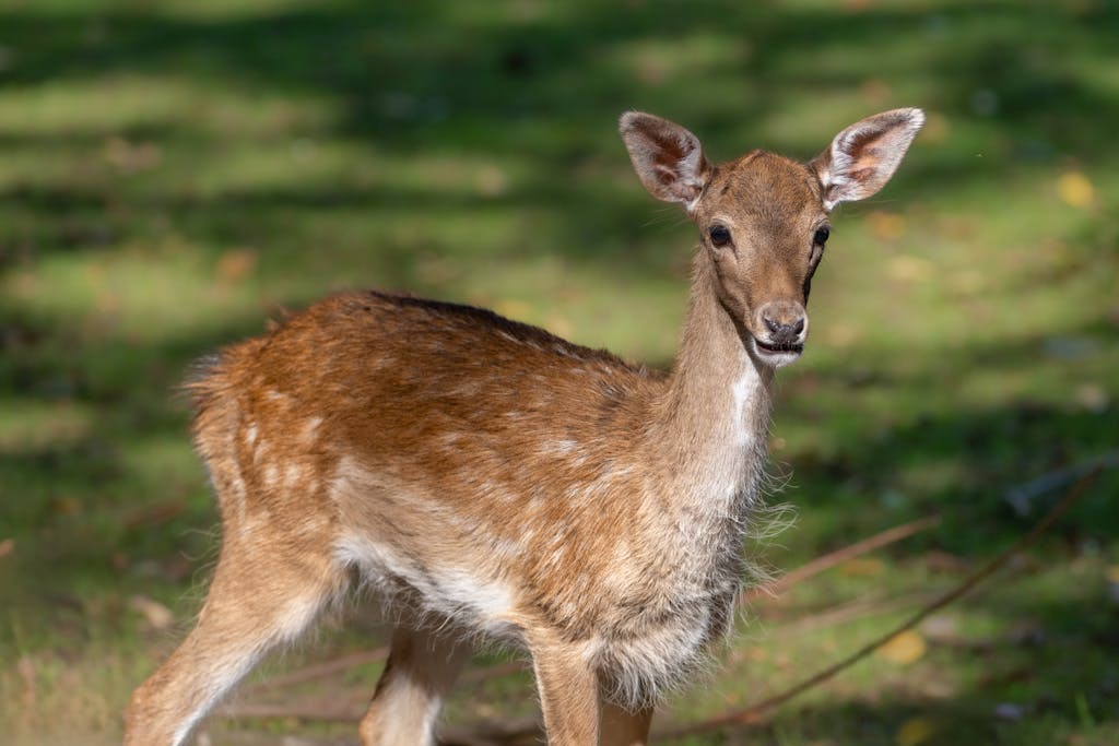 A young deer stands alert in a sunlit forest clearing, showcasing its soft fur and natural beauty. Hochwildpark Rheinland