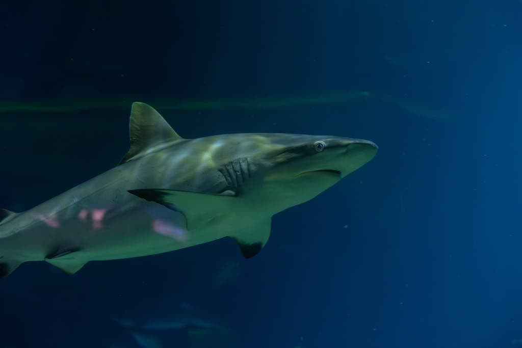 Haifisch schwimmt im Aquarium.