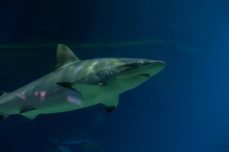 Haifisch schwimmt im Aquarium. Burgers Zoo Arnhem