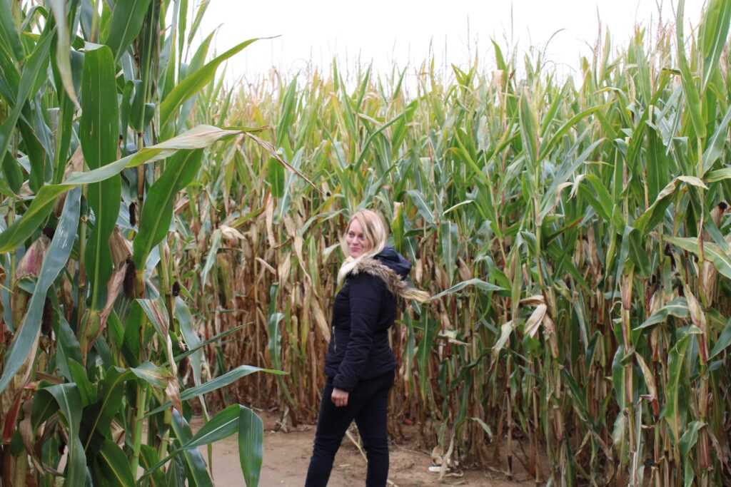 Person im Maislabyrinth auf dem Krewelshof in Mechernich-Kommern während der herbstlichen Kürbissaison