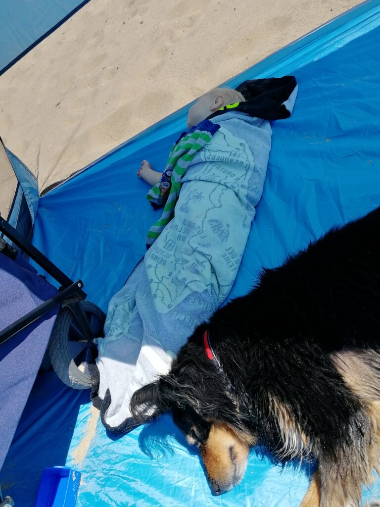 %fil Urlaub mit Hund: Was du wirklich brauchst, damit eure Reise entspannt wird