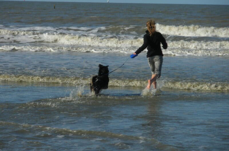 Camping in Italien mit Hund: Strand-Regeln, Campingplatz-Tipps & Erfahrungen reisen mit hund camping mit hund 02 %fil Camping in Italien mit Hund: Strand-Regeln, Campingplatz-Tipps & Erfahrungen