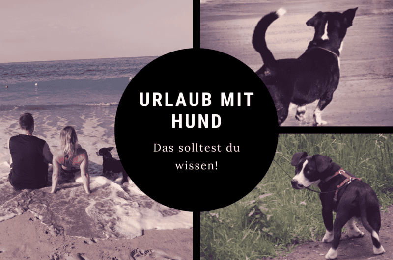 Urlaub mit Hund am Strand mit Tipps zur Vorbereitung, Packliste und Reisen mit Hund