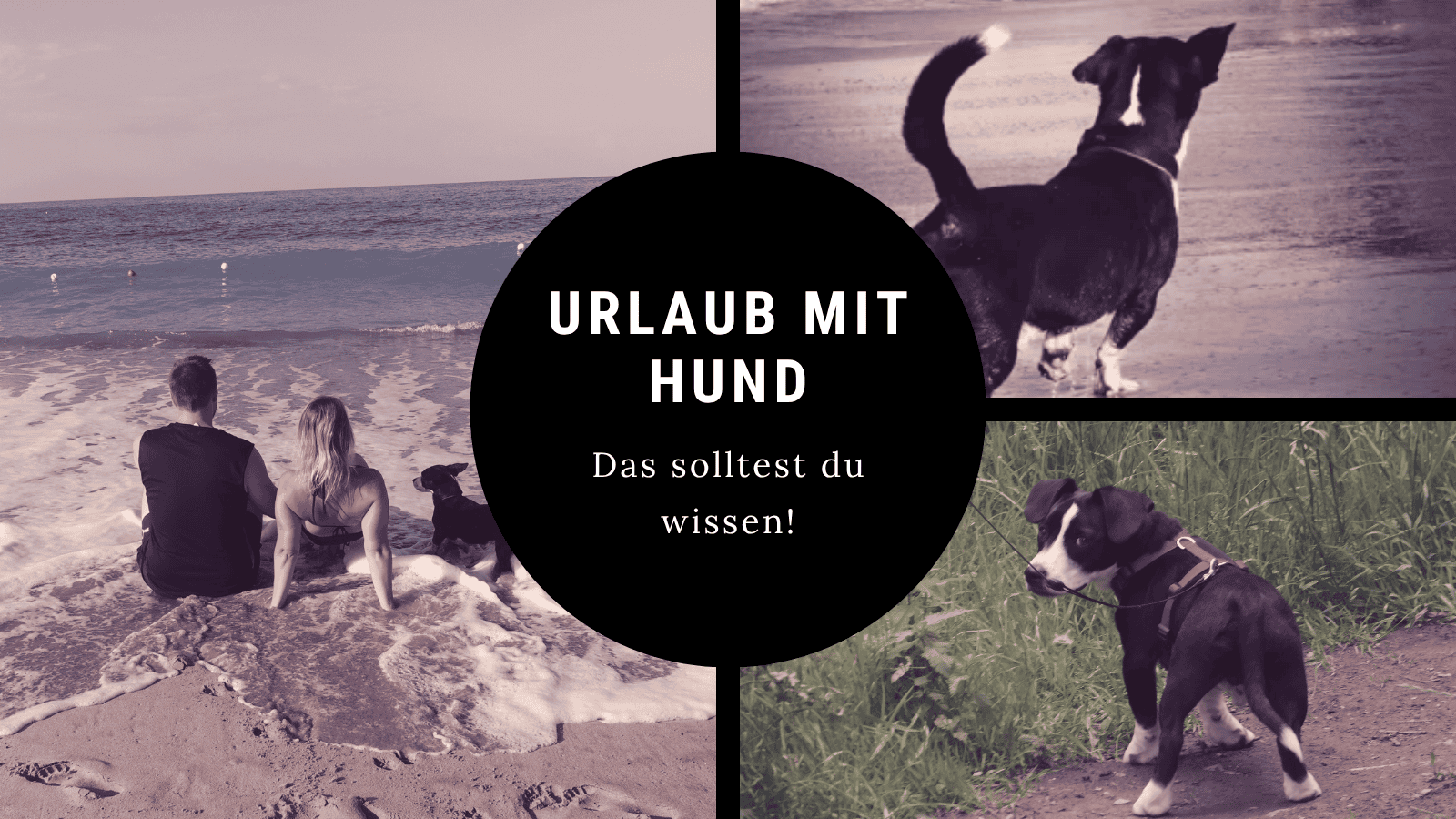 Urlaub mit Hund am Strand mit Tipps zur Vorbereitung, Packliste und Reisen mit Hund