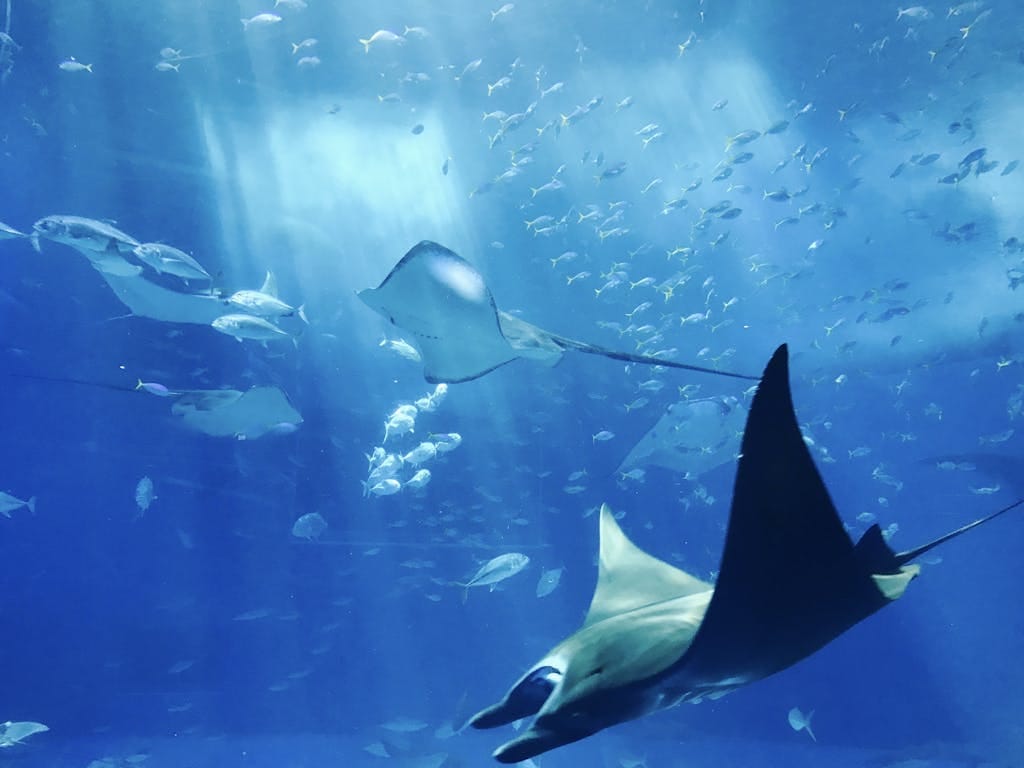 Stingrays schwimmen elegant im Wasser.