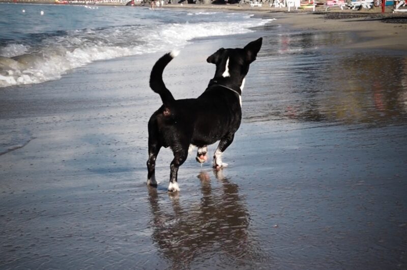Urlaub in Deutschland – unsere Erfahrungen & Reisetipps urlaub mit hund reisen mit hund 01 Ferienwohnung mit Hund finden: Worauf wir achten würden