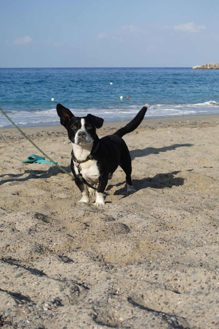 Darf der hund in italien mit an den Strand?