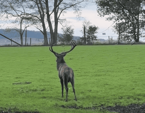 Hochwildpark in Kommern-Mechernich