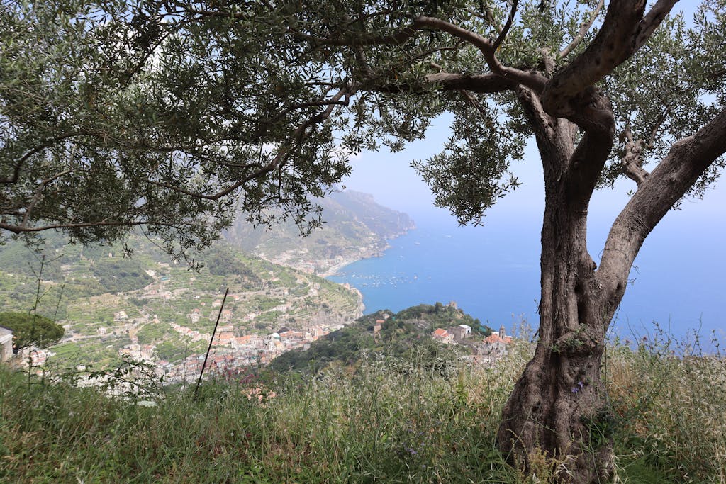 Camping in Italien – alles, was du wirklich wissen musst a stunning view of the amalfi coast through olive trees embodying natural beauty. 20814260 Camping in Italien