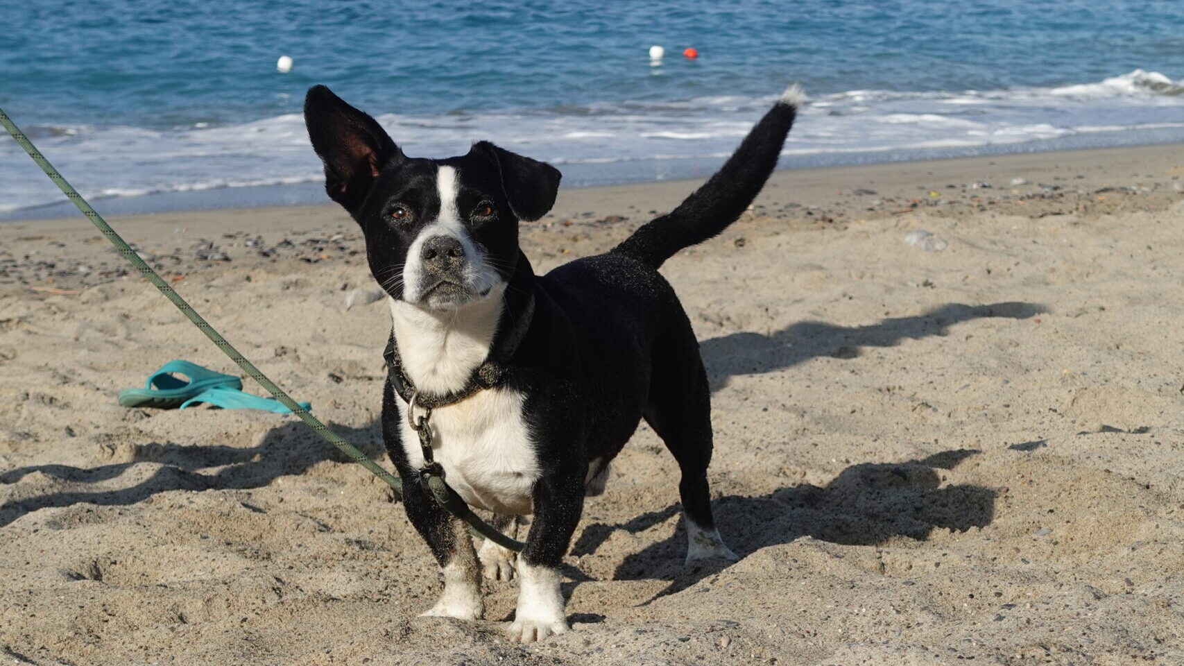 Darf der hund in italien mit an den Strand?