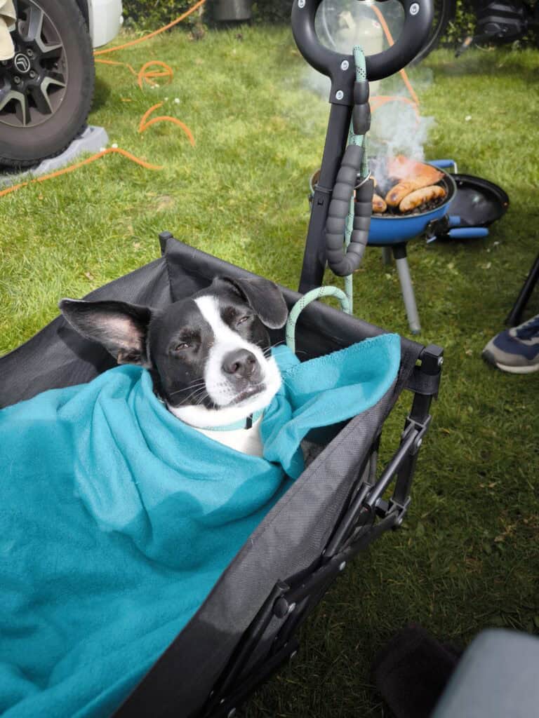 Urlaub mit Hund in Norddeutschland – Tipps für Unterkunft, Strand & Planung urlaub mit hund in den niederlanden Urlaub mit Hund in Norddeutschland – Tipps, Unterkünfte und Strände