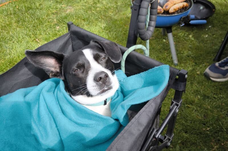 Urlaub in Deutschland – unsere Erfahrungen & Reisetipps urlaub mit hund in den niederlanden Urlaub mit Hund in Norddeutschland – Tipps, Unterkünfte und Strände