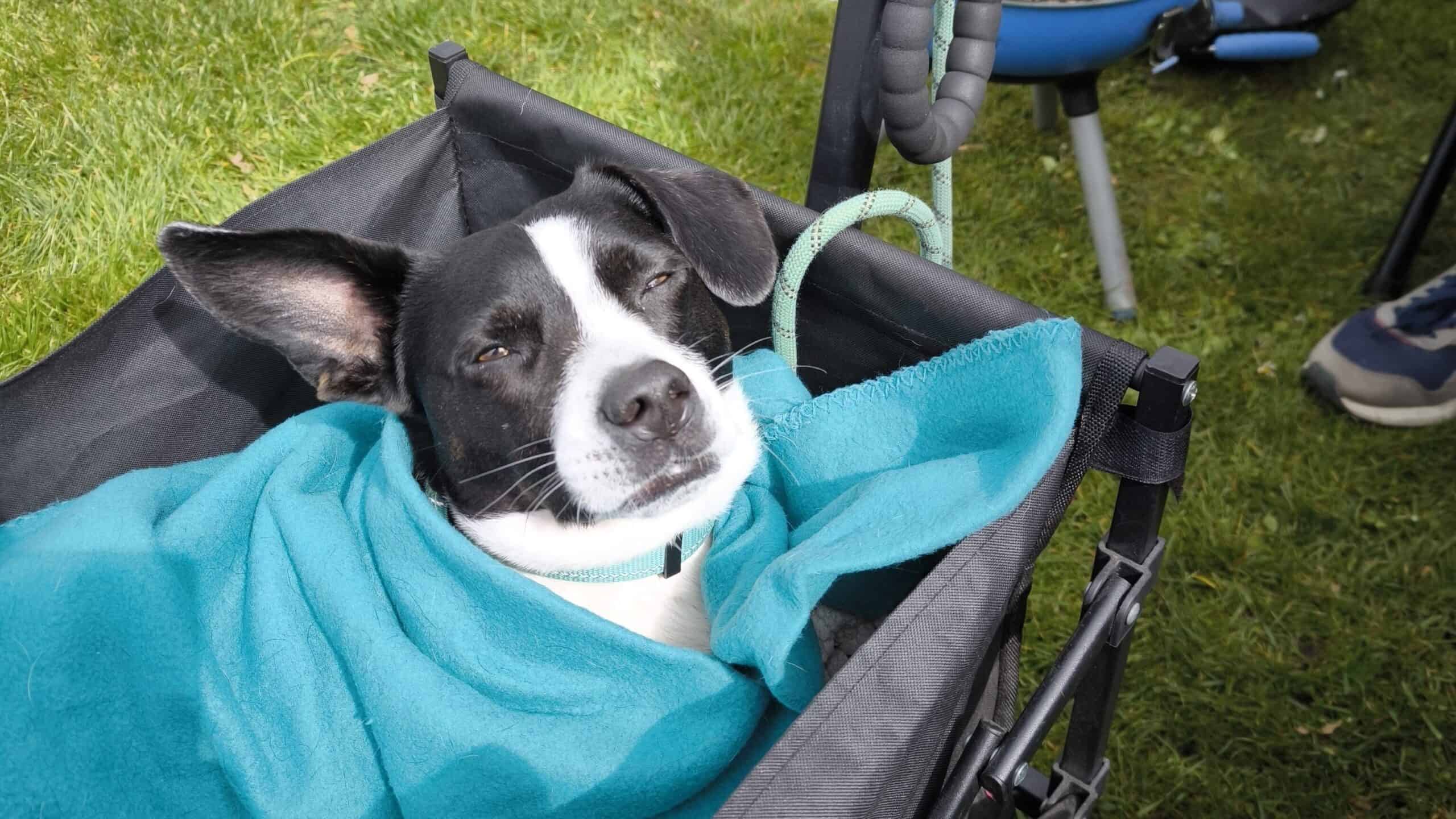 Packliste für den Urlaub mit Hund