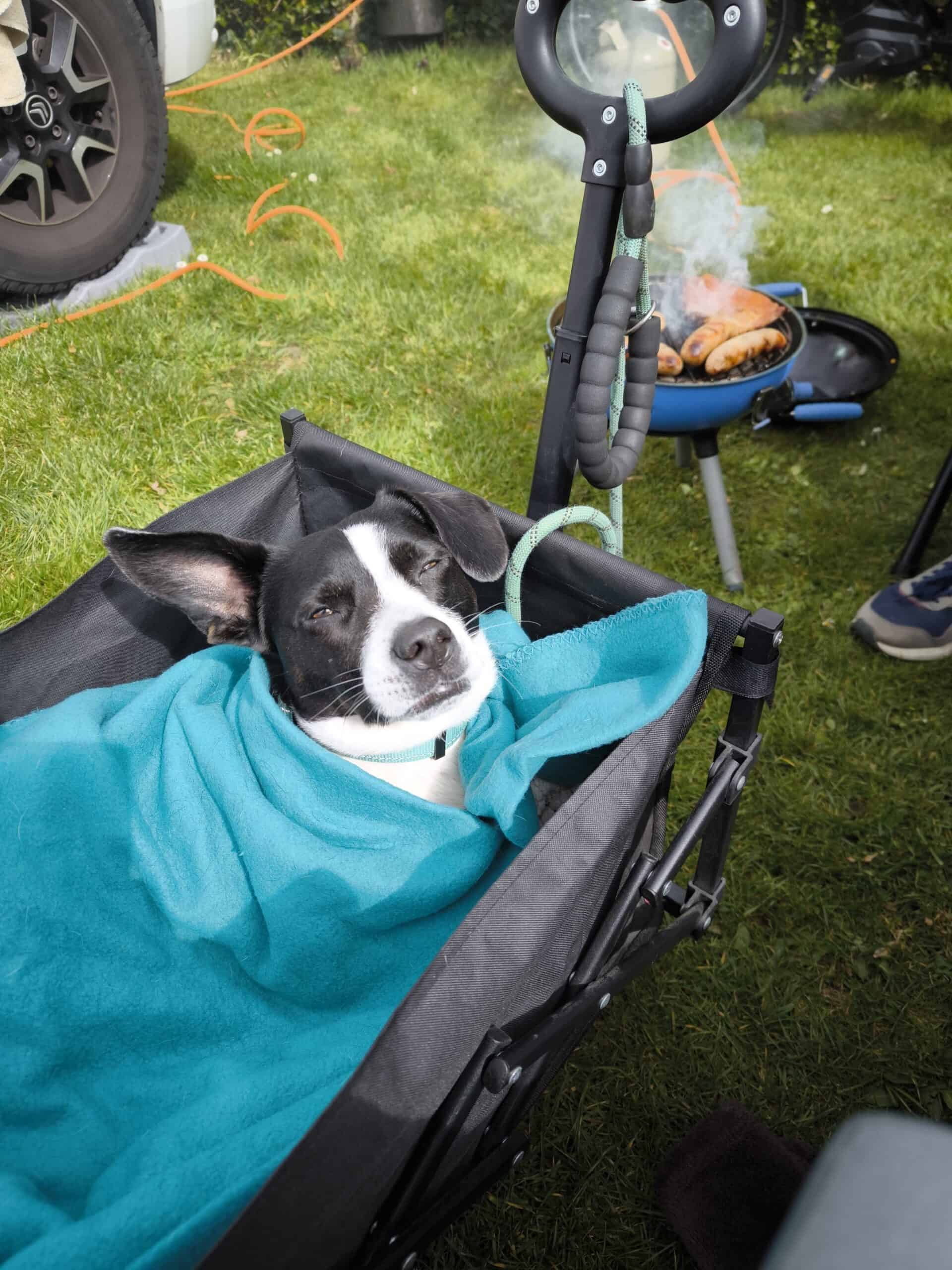 Urlaub mit Hund in Norddeutschland – Tipps für Unterkunft, Strand & Planung urlaub mit hund in den niederlanden scaled Urlaub mit Hund in Norddeutschland – Tipps, Unterkünfte und Strände