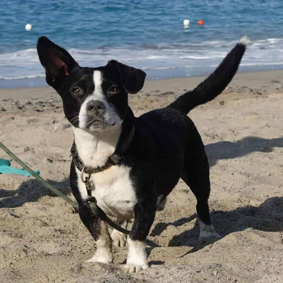 Italien mit Hund: Tipps, Regeln & alles für deinen Urlaub urlaub mit hund reisen mit hund 04 scaled edited 1 Darf der hund in italien mit an den Strand?