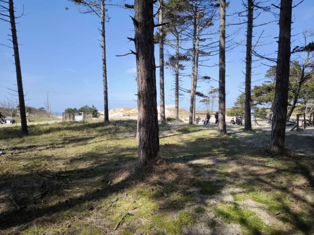 Camping in Burgh-Haamstede: Unsere Tipps für den Familienurlaub in den Niederlanden wanderung im wald von burgh haamstede Wald im Strandbereich bei Sonnenlicht, ideal für Natur- und Strandliebhaber.