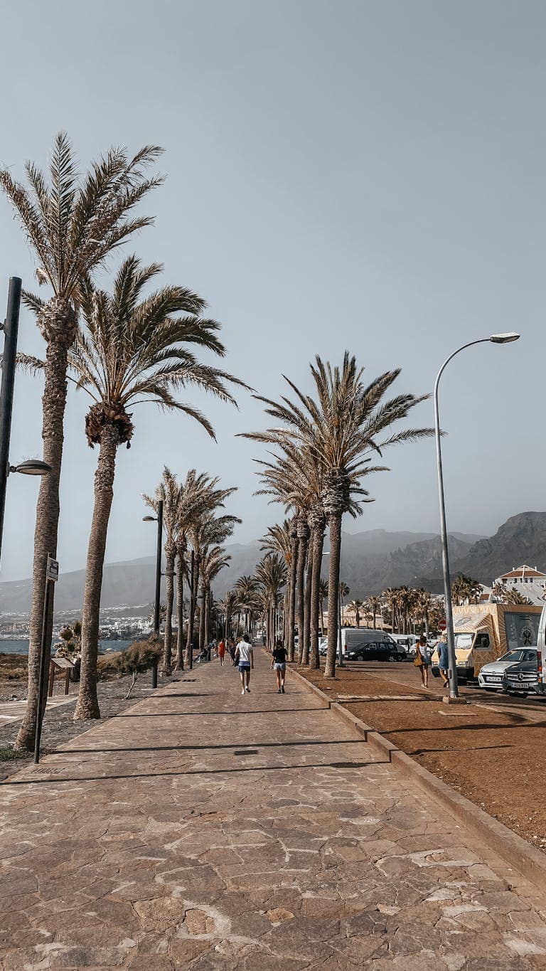 Teneriffa Norden oder Süden – welche Region passt besser? a scenic view of a palm lined pathway with people jogging at sunset. perfect for travel and lifestyle themes. 7949319 Teneriffa Norden oder Süden