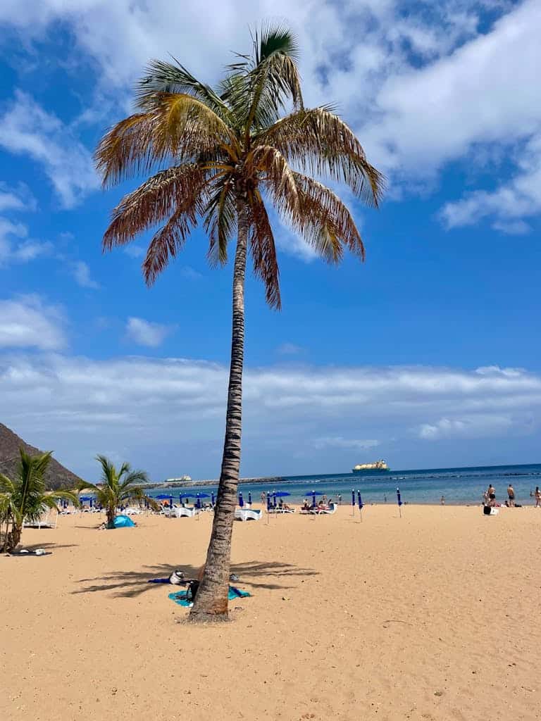 Die schönsten Strände auf Teneriffa – schwarze Sandstrände & versteckte Buchten beautiful beach scene with a palm tree in spain highlighting the summer vibe. 33547482 Bschönsten Strände auf Teneriffa