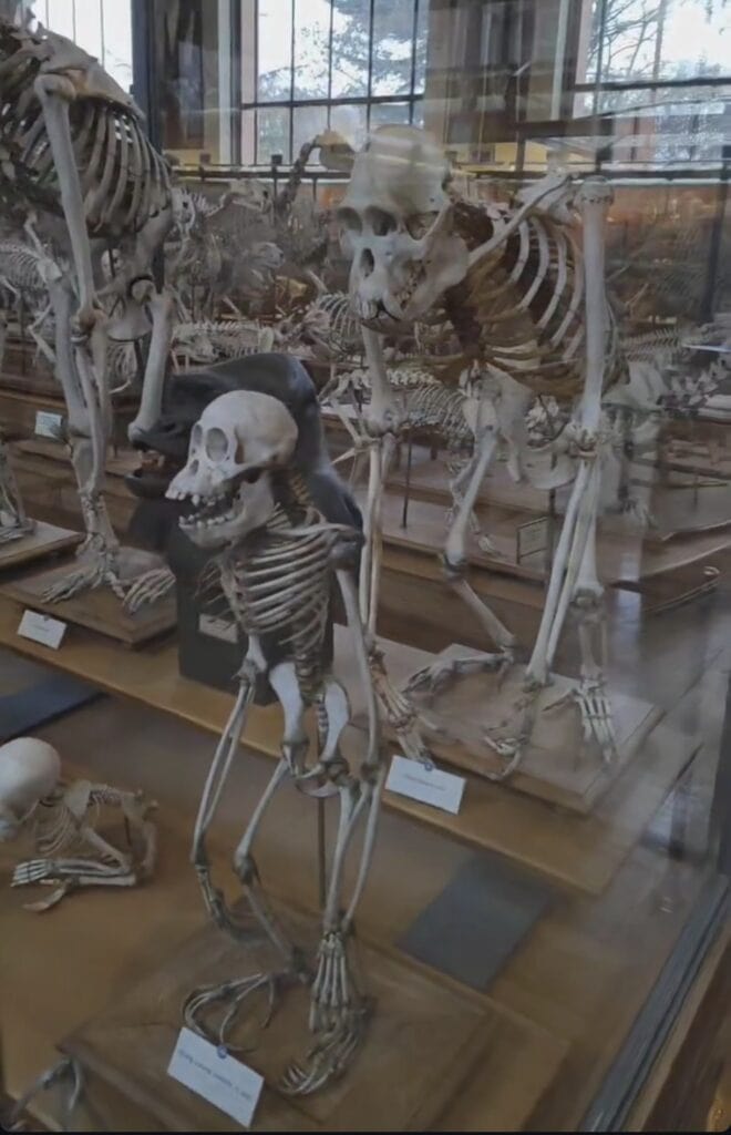 Kurztrip nach Paris mit Kindern – unsere Erfahrungen & Tipps für 2–3 Tage naturkundemuseum paris museum fuer kinder in paris Das Naturkundemuseum (36 Rue Geoffroy Saint-Hilaire, 75005 Paris)