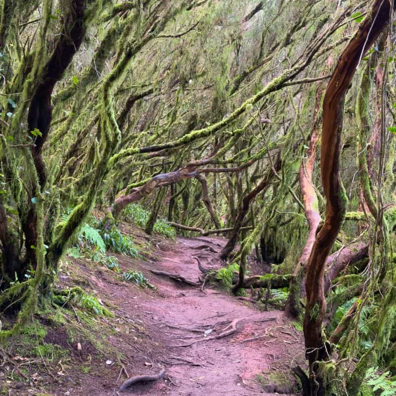Sehenswürdigkeiten auf Teneriffa – die schönsten Orte der Insel teneriffa sehenswuerdigkeiten unternehmungen teneriffe 5 Anaga Gebirge Im Nordosten Teneriffas liegt das Anaga Gebirge, eine der ursprünglichsten Regionen der Insel.