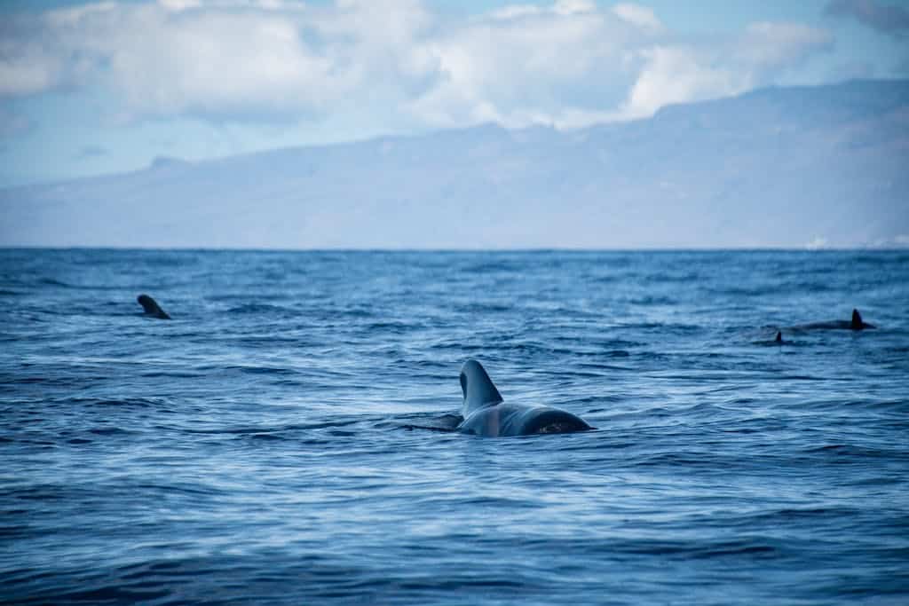 Teneriffa mit Kindern – Tipps, Ausflüge & schöne Orte für Familien a serene view of dolphins swimming in the calm ocean waters with distant coastal mountains under a bright sky. 13433934 A serene view of dolphins swimming in the calm ocean waters with distant coastal mountains under a bright sky.